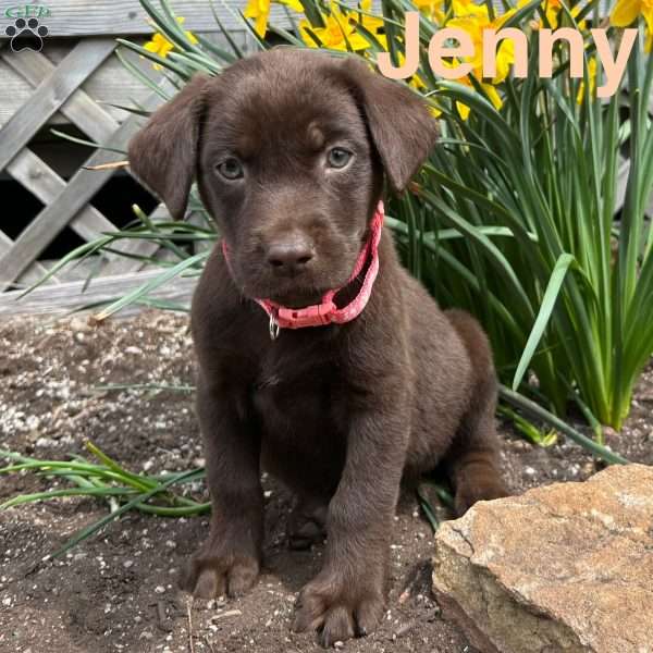 Jenny, Chocolate Labrador Retriever Puppy